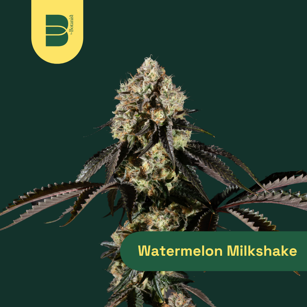Watermelon Milkshake | 3.5g