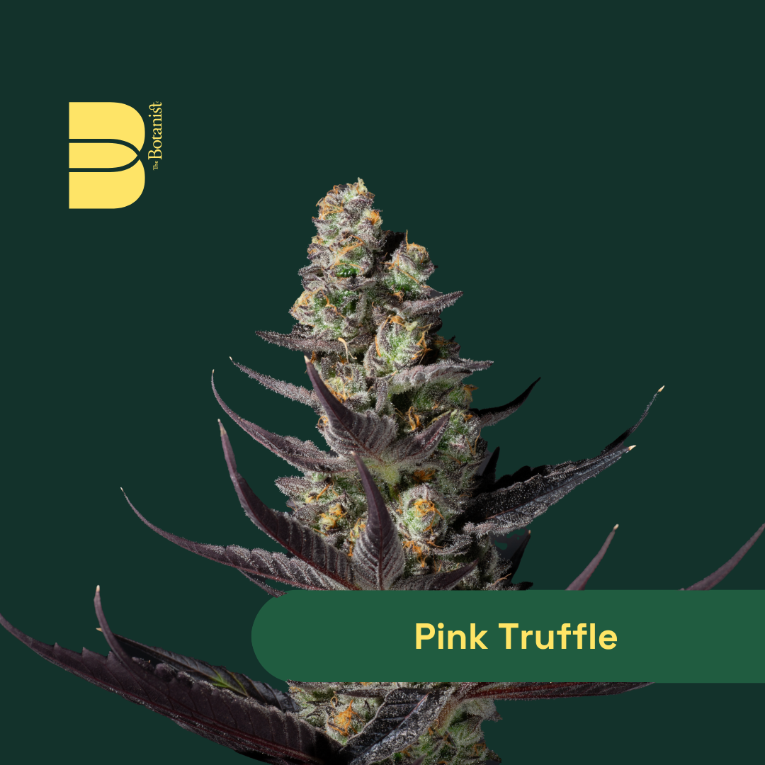 Pink Truffle | 3.5g Flower
